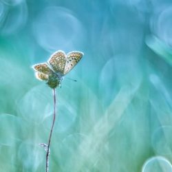vlinder blauwgroen